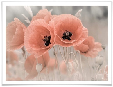 Wall-Art, Wall-Art Poster »Mohnblumen Pastell«, Blumen, (1 St.), Wall-Art Poster »Mohnblumen Pastell«, Blumen, (1 St.), Poster ohne Bilderrahmen