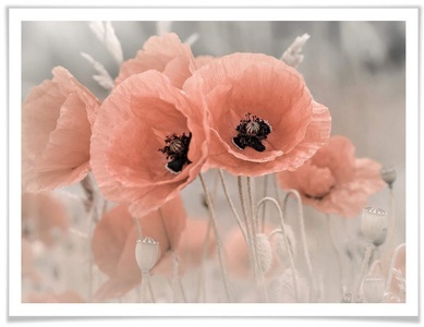 Wall-Art, Wall-Art Poster »Mohnblumen Pastell«, Blumen, (1 St.), Wall-Art Poster »Mohnblumen Pastell«, Blumen, (1 St.), Poster ohne Bilderrahmen