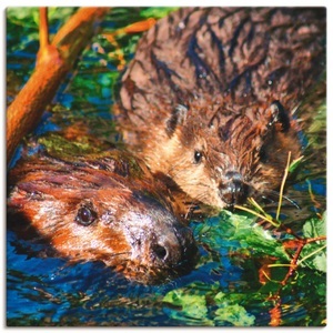 Artland, Artland Wandbild »Biber mit Baby«, Artland Wandbild »Biber mit Baby«, Wildtiere, (1 St.), als Alubild, Leinwandbild, Wandaufkleber oder Poster in versch. Grössen