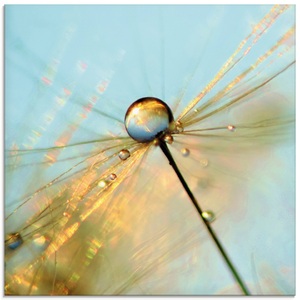Artland Glasbild »Pusteblume Tautropfen«