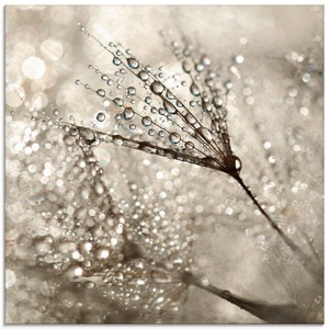 Artland Glasbild »Pusteblume Tautropfen«