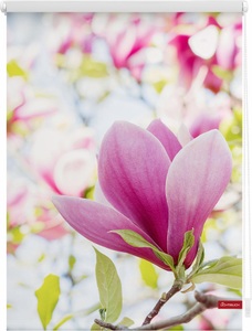 LICHTBLICK, Seitenzugrollo, Lichtblick, »Magnolie«, Klemmfix, Kettenzug, Lichtschutz, Fixmass, ohne Bohren, LICHTBLICK ORIGINAL Seitenzugrollo »Klemmfix Motiv Magnolie«, Lichtschutz, ohne Bohren, freihängend, bedruckt