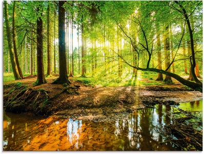 Artland Glasbild »Wald mit Bach«