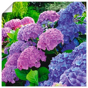 Artland, Artland Wandbild »Hortensien im Garten«, Artland Wandbild »Hortensien im Garten«, Blumen, (1 St.), als Alubild, Outdoorbild, Leinwandbild, Poster, Wandaufkleber