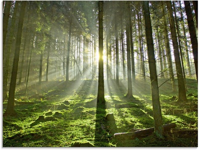 Artland Glasbild »Wald im Gegenlicht«
