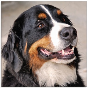 Artland Glasbild »Berner Sennenhund«