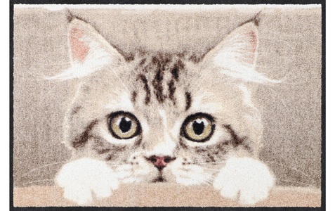undefined, Türmatte Katze, Türmatte Katze