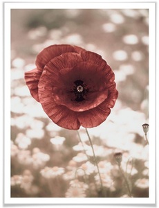 Wall-Art, Wall-Art Poster »Mohnblumen Portrait«, Blumen, (1 St.), Wall-Art Poster »Mohnblumen Portrait«, Blumen, (1 St.), Poster ohne Bilderrahmen