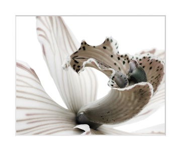 QUEENCE, queence Bild »Herkules«, Blumen, Rosen, gerahmt, queence Bild »Herkules«, Blumen-Blumenbilder-Pflanzenbilder-Foto-Kunst, HD Premium Poster-Druck inkl. Holzrahmen