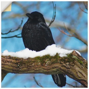 Artland, Artland Wandbild »Rabe im Winter«, Artland Alu-Dibond-Druck »Rabe im Winter«, Vögel, (1 St.), für Innen- und Aussenbereich geeignet, Outdoorbild