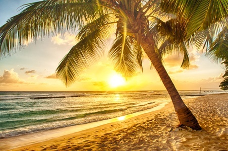 Papermoon, Papermoon Fototapete »Barbados Palm Beach«, Papermoon Fototapete »Barbados Palm Beach«