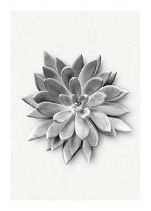 Komar, Komar Poster »Succulent Agave«, Komar Bild »Succulent Agave«, Pflanzen-Blätter, (1 St.), Wandbild zur Dekoration - ohne Rahmen