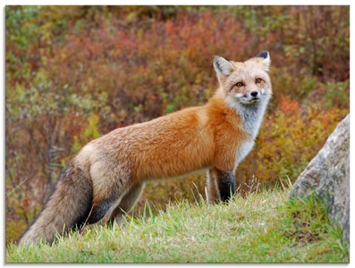 Artland Glasbild »Fuchs I«
