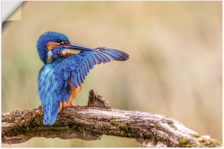 Artland, Artland Wandbild »Eisvogel«, Vogelbilder, (1 St.), in vielen Grössen & Produktarten - Alubild / Outdoorbild für den Aussenbereich, Leinwandbild, Poster, Wandaufkleber / Wandtattoo auch für Badezimmer geeignet, Artland Alu-Dibond-Druck »Eisvogel II«, Vogelbilder, (1 St.), selbstklebend