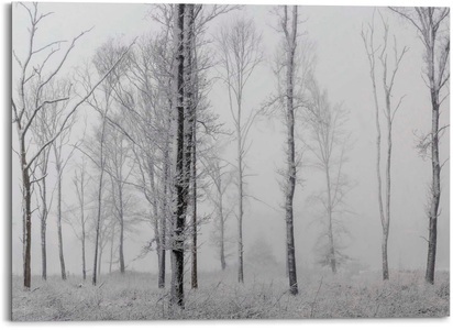 Platinum, Platinum Alu-Dibond-Druck »Winter Wald«, Platinum Alu-Dibond-Druck »Winter Wald«