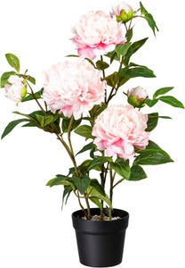 Creativ green, Creativ green Kunstpflanze »Peonie«, (1 St.), 