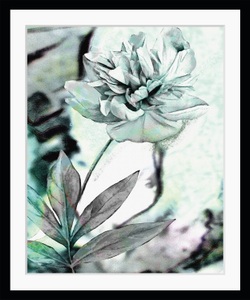 QUEENCE, queence Bild »Christa«, Blumen, Rose, gerahmt, queence Bild »Christa«, Blumen, Rose, gerahmt