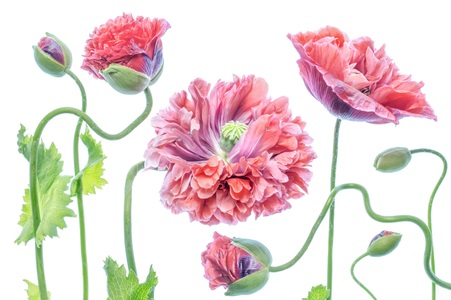 Papermoon, Papermoon Fototapete »Photo-Art MANDY DISHER, SCHICK«, Vliestapete, hochwertiger Digitaldruck, inklusive Kleister, Papermoon Fototapete »Photo-Art MANDY DISHER, SCHICK«