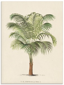 Artland, Artland Glasbild »Palme II«, Artland Glasbild »Palme II«, Pflanzen, (1 St.), in verschiedenen Grössen