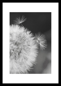 Bönninghoff, Bönninghoff Bild mit Rahmen »Cheb ca.50x70 cm«, (1 St.), Bönninghoff Bild mit Rahmen »Löwenzahn«, (1 St.)