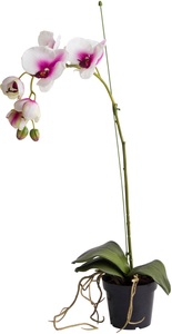Botanic-Haus, Botanic-Haus Kunstorchidee »Orchidee«, Botanic-Haus Kunstorchidee »Orchidee«