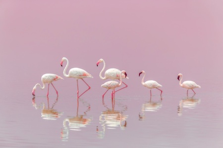 Papermoon, Papermoon Fototapete »Photo-Art EIJI ITOYAMA, FLAMINGOS«, Vliestapete, hochwertiger Digitaldruck, inklusive Kleister, Papermoon Fototapete »Photo-Art EIJI ITOYAMA, FLAMINGOS«