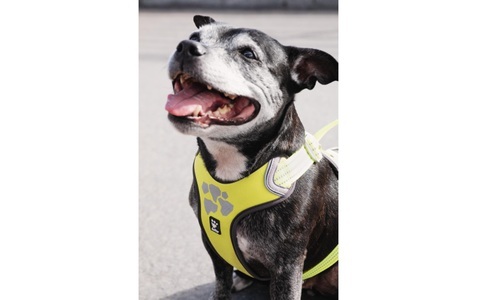 HURTTA, HURTTA Geschirr Weekend Warrior ECO, HURTTA Hunde-Geschirr »Weekend Warrior ECO«, Polyester