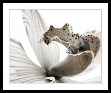 QUEENCE, queence Bild »Herkules«, Blumen, Rosen, gerahmt, queence Bild »Herkules«, Blumen, Rosen, gerahmt