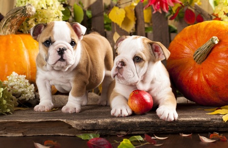 Papermoon, Papermoon Fototapete »BULLDOG-TIERE HUND BULLDOGE HUNDE WANDDEKO WANDBILD XXL«, Vliestapete, hochwertiger Digitaldruck, inklusive Kleister, Papermoon Fototapete »BULLDOG-TIERE HUND BULLDOGE HUNDE WANDDEKO WANDBILD XXL«