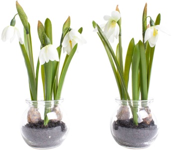 Botanic-Haus, Botanic-Haus Kunstblume »Schneeglöckchen im Glas«, (Set, 2 St.), Botanic-Haus Kunstblume »Schneeglöckchen im Glas«