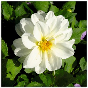 Artland, Artland Glasbild »Weisse Dahlienblüte«, Artland Glasbild »Weisse Dahlienblüte«, Blumen, (1 St.), in verschiedenen Grössen