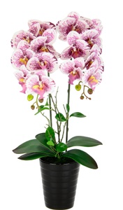Cornelia, Orchidee im Topf Weiß, I.GE.A. Kunstblume »Orchidee«, Im Topf Phalaenopsis Orchidee Phalaenopsis mit Übertopf Hochzeit