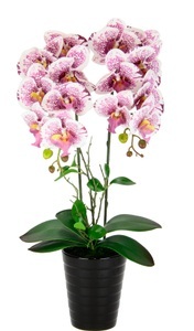 Cornelia, Orchidee im Topf Weiß, I.GE.A. Kunstblume »Orchidee«, Im Topf Phalaenopsis Orchidee Phalaenopsis mit Übertopf Hochzeit