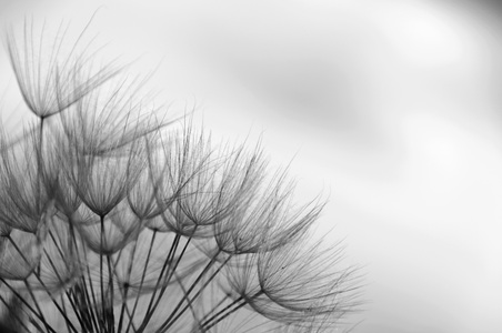 Papermoon, Papermoon Fototapete »Blumen Schwarz & Weiss«, Vliestapete, hochwertiger Digitaldruck, inklusive Kleister, Papermoon Fototapete »Blumen Schwarz & Weiss«