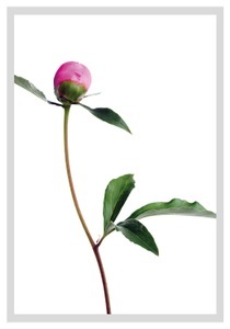 QUEENCE, queence Bild »Manuel«, Blumen, gerahmt, Rosen, queence Bild »Manuel«, Blumen, gerahmt, Rosen