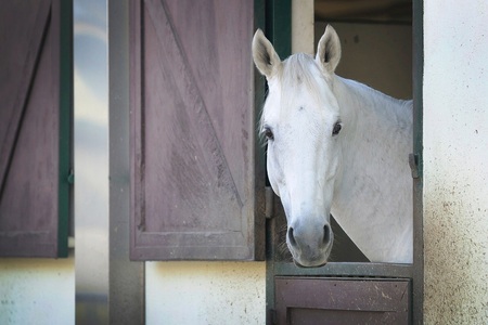 Papermoon, Papermoon Fototapete »PFERD-TIERE PFERDE PFERDEKOPF PONY WANDTAPETE WANDDEKO«, Vliestapete, hochwertiger Digitaldruck, inklusive Kleister, Papermoon Fototapete »PFERD-TIERE PFERDE PFERDEKOPF PONY WANDTAPETE WANDDEKO«