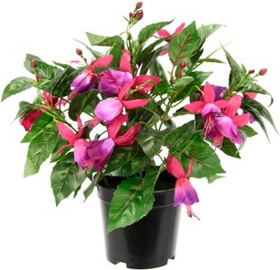 IGEA, I.GE.A. Kunstblume »Fuchsien«, Im Topf Zimmerpflanze Deko Doppelblütenblätter Topfpflanze Hybrid Hort, I.GE.A. Kunstblume »Fuchsien«, Im Topf Zimmerpflanze Deko Doppelblütenblätter Topfpflanze Hybrid Hort