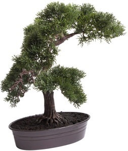 Botanic-Haus, Botanic-Haus Kunstbonsai »Cedern Bonsai«, (1 St.), Botanic-Haus Kunstbonsai »Cedern Bonsai«