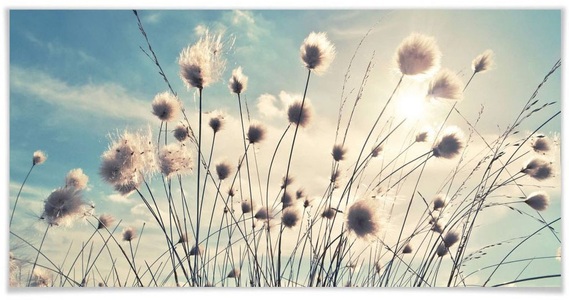 Wall-Art, Wall-Art Poster »Abendlicht«, Schriftzug, (1 St.), Wall-Art Poster »Abendlicht Blumenwiese Himmel«, Schriftzug, (1 St.), Poster ohne Bilderrahmen
