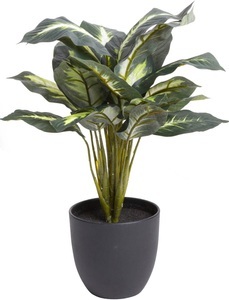 Botanic-Haus, Botanic-Haus Künstliche Zimmerpflanze »Dieffenbachia«, Botanic-Haus Künstliche Zimmerpflanze »Dieffenbachia«