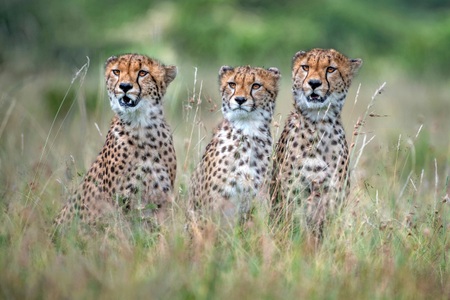 Papermoon, Papermoon Fototapete »Photo-Art XAVIER ORTEGA, CHEETAH CUBS«, Vliestapete, hochwertiger Digitaldruck, inklusive Kleister, Papermoon Fototapete »Photo-Art XAVIER ORTEGA, CHEETAH CUBS«