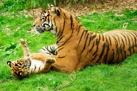 Papermoon, Papermoon Fototapete »Tiger with Baby«, Papermoon Fototapete »Tiger with Baby« glatt