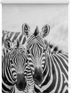 LICHTBLICK, Seitenzugrollo, Lichtblick, »Zebra«, Klemmfix, Kettenzug, Lichtschutz, Fixmass, ohne Bohren, LICHTBLICK ORIGINAL Seitenzugrollo »Klemmfix Motiv Zebra«, Lichtschutz, ohne Bohren, freihängend, bedruckt