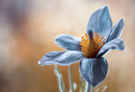 Papermoon, Papermoon Fototapete »Photo-Art MANDY DISHER, PASQUE«, Vliestapete, hochwertiger Digitaldruck, inklusive Kleister, Papermoon Fototapete »Photo-Art MANDY DISHER, PASQUE«