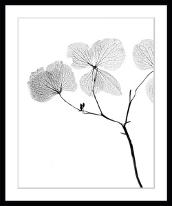 QUEENCE, queence Bild »Kaja«, Blumen, Blumen, gerahmt, queence Bild »Kaja«, Blumen, Blumen, gerahmt