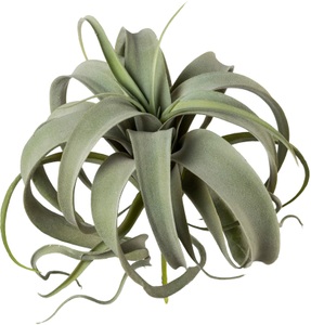 Creativ green, Creativ green Kunstpflanze »Tillandsie«, (1 St.), Creativ green Kunstpflanze »Tillandsie«