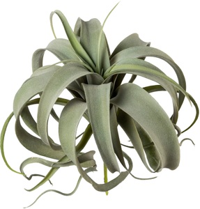 Creativ green, Creativ green Kunstpflanze »Tillandsie«, (1 St.), Creativ green Kunstpflanze »Tillandsie«
