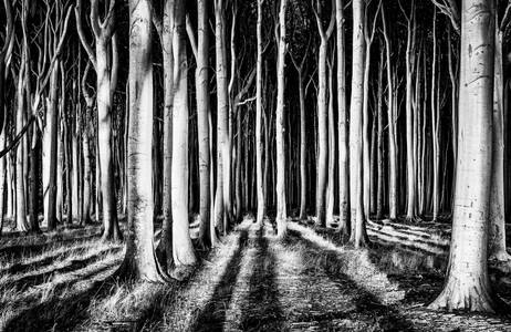 Papermoon, Papermoon Fototapete »Photo-Art PIXXELPARK, GEISTERWALD«, Vliestapete, hochwertiger Digitaldruck, inklusive Kleister, Papermoon Fototapete »Photo-Art PIXXELPARK, GEISTERWALD«