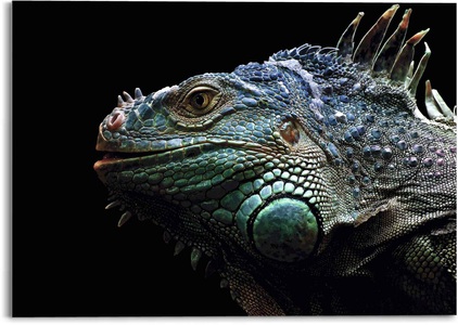 Reinders!, Reinders! Glasbild »Glasbild Leguan Christian Meermann - Tier - Reptilien«, Reptilien, (1 St.), 