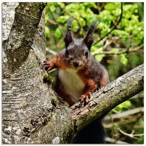 Artland, Artland Glasbild »Eichhörnchen Blick«, Artland Glasbild »Eichhörnchen Blick«, Wildtiere, (1 St.), in verschiedenen Grössen